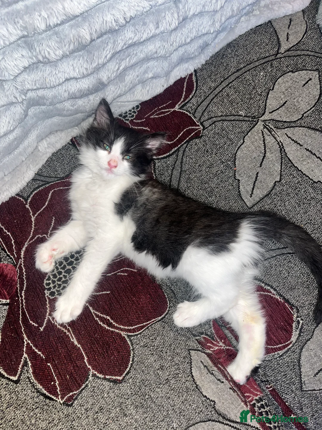 British Longhair cats for sale: Three beautiful kittens & two 7month old females  - Advert 11