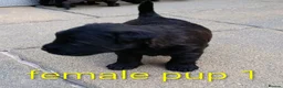 Patterdale Terrier dogs for sale: 3 stunning patterdales ready for new homes - Advert 3