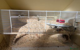 Gerbil rodents for sale: 2 gerbils with cage - Image 3