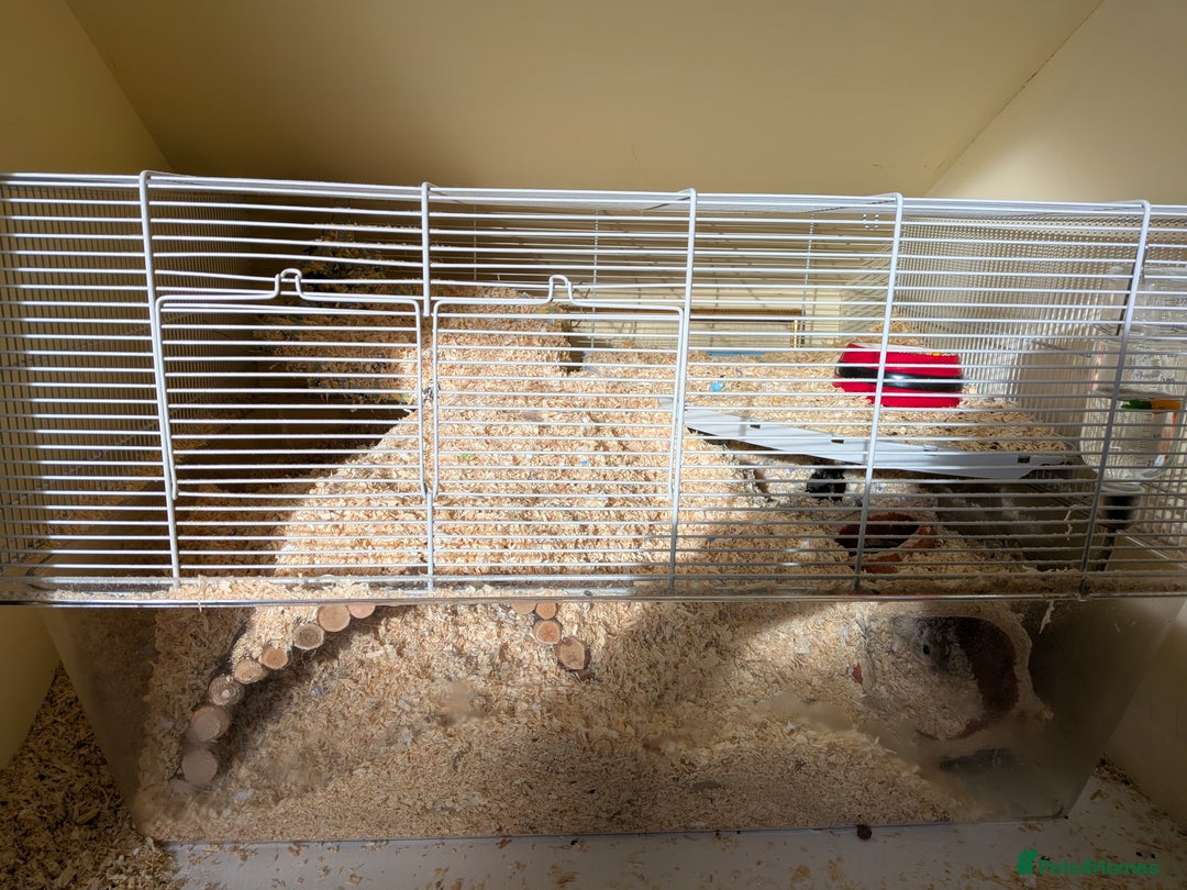 Gerbil rodents for sale: 2 gerbils with cage - Image 3