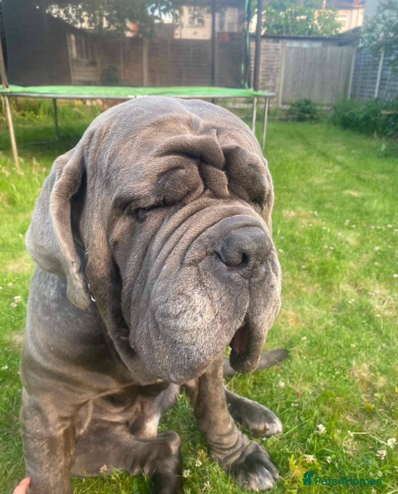 Neapolitan Mastiff dogs Creed the cute Neapolitan mastiff - Advert 1