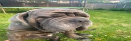 Neapolitan Mastiff dogs for sale: Creed the cute Neapolitan mastiff - Advert 1