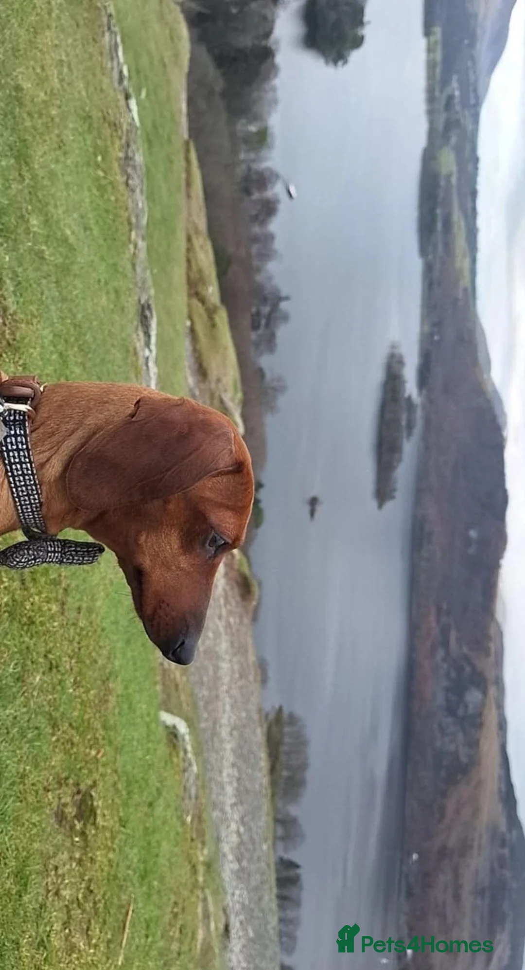 Dachshund dogs for sale: 2 gorgeous dachshund pups for sale - Advert 2