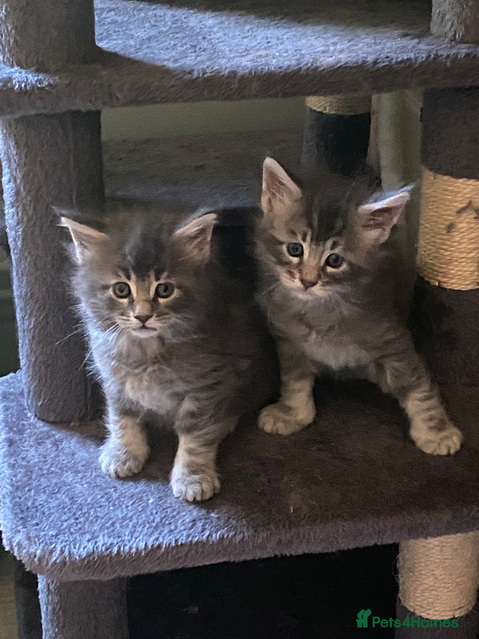 Maine Coon cats Last remaining little boy - Advert 13