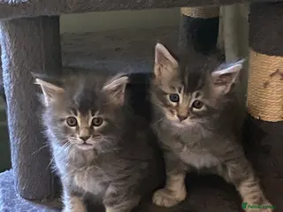 Maine Coon cats Last remaining little boy - Advert 13