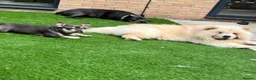 Chow Chow dogs for stud: Pablo: The Fluffy Gentleman Chow Chow in Sheffield - Advert 3