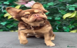 French Bulldog dogs for stud: Koda - Full Fluffy Rojo & Tan - Image 1