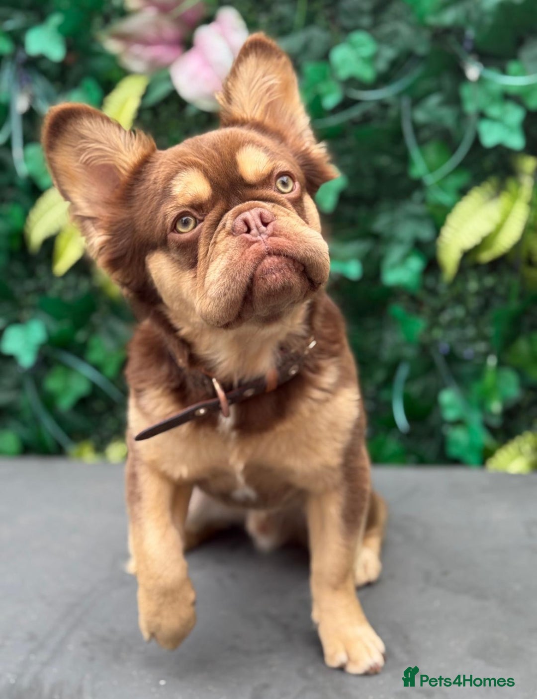 French Bulldog dogs for stud: Koda - Full Fluffy Rojo & Tan - Image 1