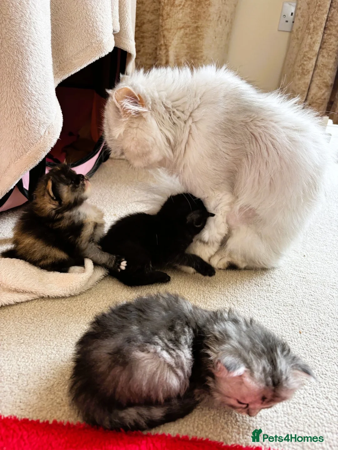 Persian cats for sale: Stunning Persian Chinchilla Kittens  - Advert 10