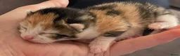 Mixed Breed cats for sale: 3 beautiful kittens looking for a forever family💓 - Advert 1