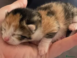 Mixed Breed cats 3 beautiful kittens looking for a forever family💓 - Advert 1