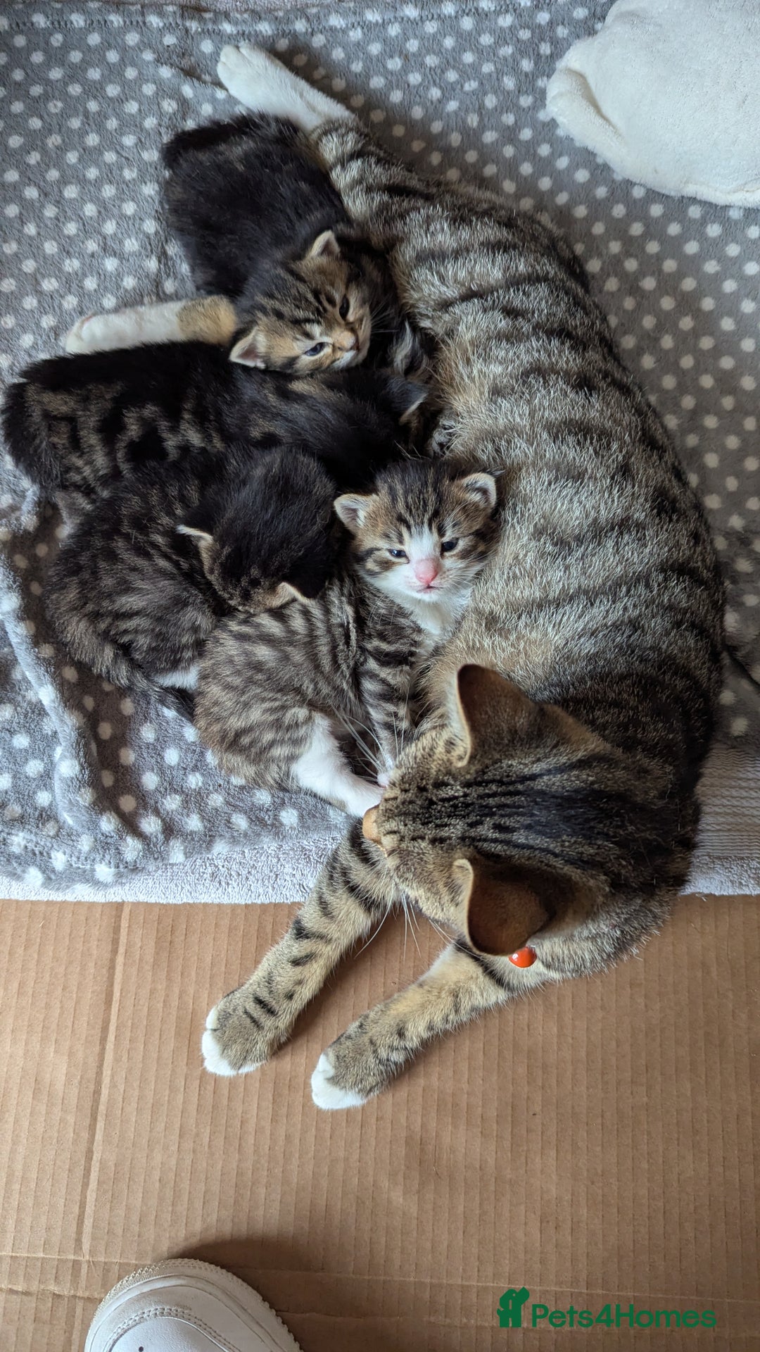 Mixed Breed cats for sale: 4 adorable Ragdoll/Tabby mix kittens - Image 7