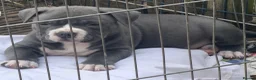 American Bully dogs for sale: Stunning chunky micro pocket Bullies  - Advert 4
