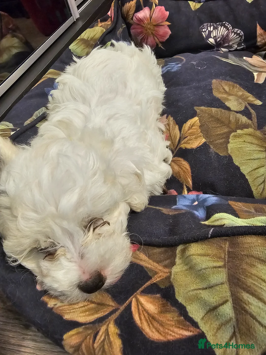 Bichon Frise dogs for sale: Bichon frise puppies - Advert 13