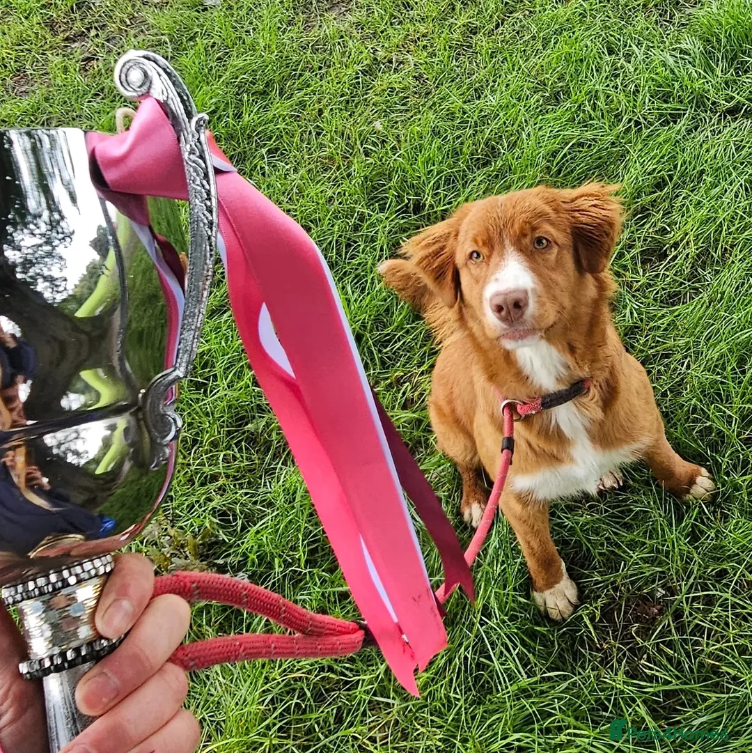 Nova Scotia Duck Tolling Retriever dogs for sale: Champ Line Health Tested KC Toller waiting list  - Image 7
