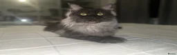 Maine Coon cats for sale: Pedigree Maine Coon kittens champion blood line - Advert 18