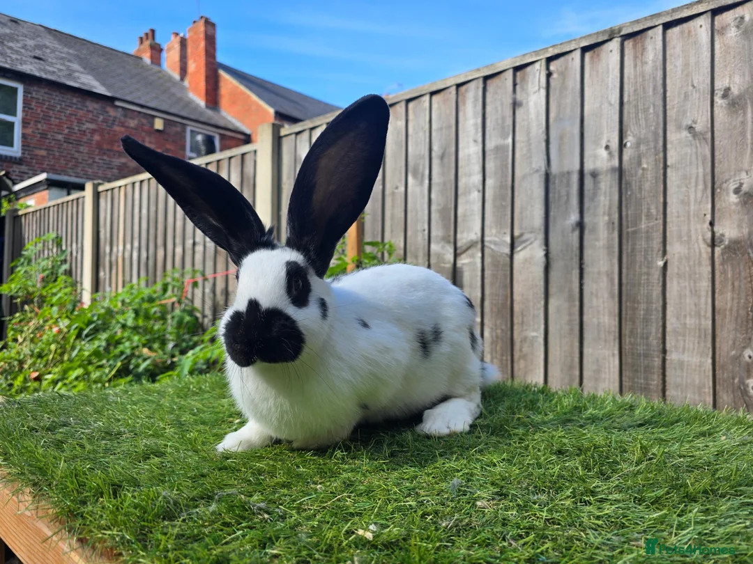 Mixed Breed rabbits for sale: Rabbit Babies Looking for Their Forever Homes! 🐰 - Advert 1