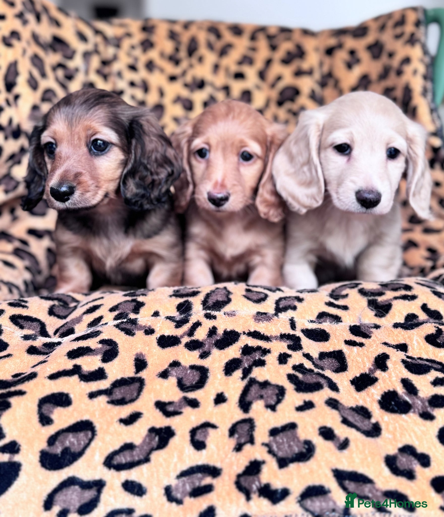Miniature Dachshund dogs Miniature longhaired Dachshunds kc reg PRA clear - Advert 1