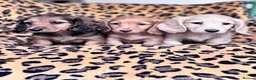 Miniature Dachshund dogs for sale: Miniature longhaired Dachshunds kc reg PRA clear - Advert 2