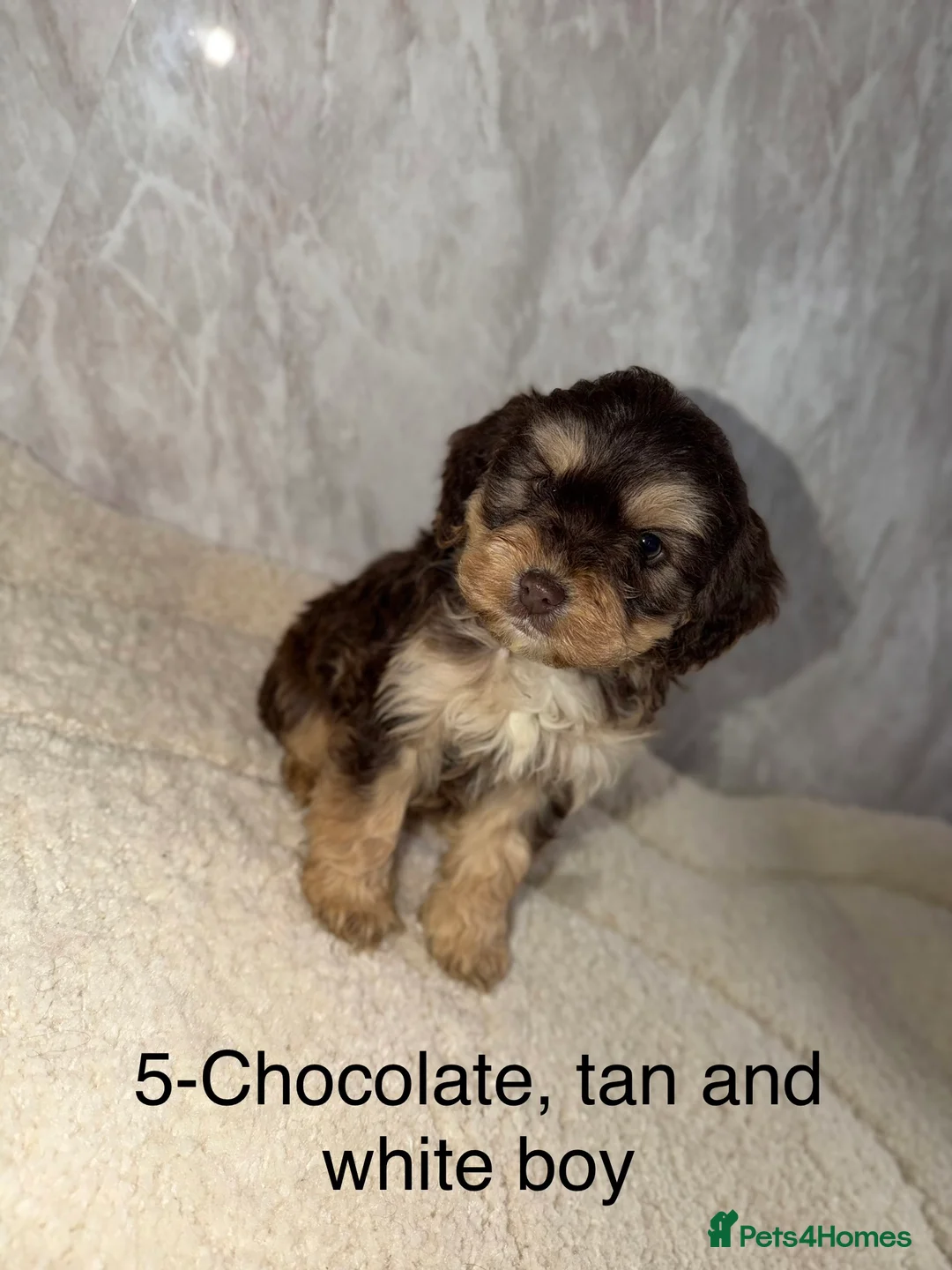 Cockapoo dogs for sale: Stunning F1 Cockapoos - Advert 17