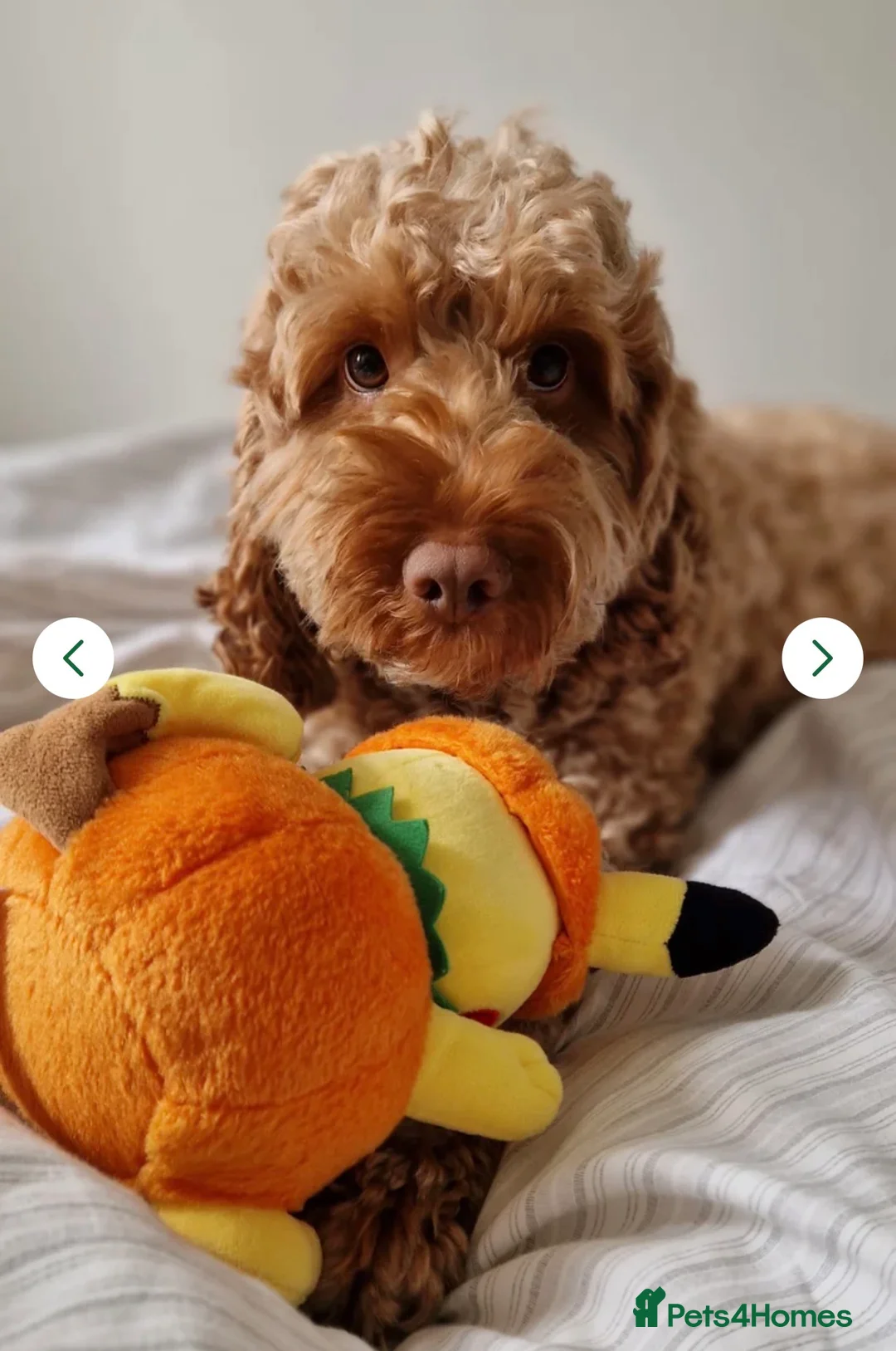 Cockapoo dogs for sale: Cockapoos Due 11th February- Waiting List Open - Advert 24