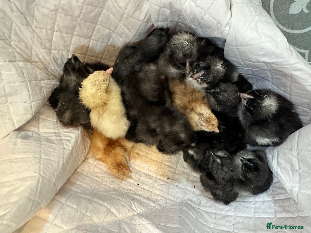 Chickens poultry for sale: Day old chicks mixed hybrids large fowl  - Image 1