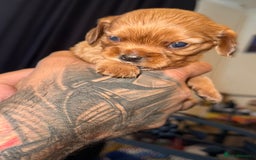 Cavalier King Charles Spaniel dogs for sale: 2 stunning little girls ready next week - Image 11