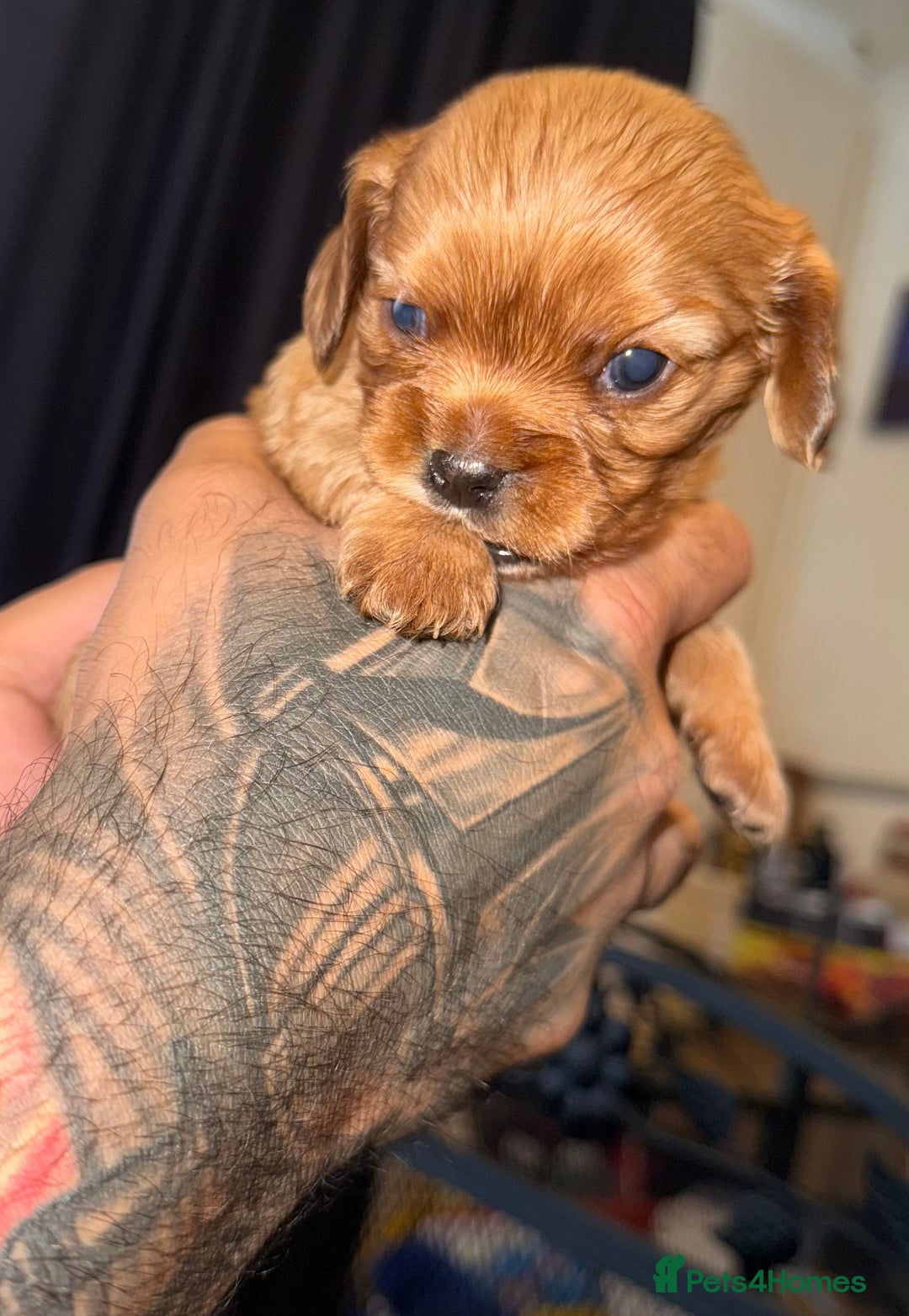 Cavalier King Charles Spaniel dogs for sale: 2 stunning little girls ready next week - Image 11