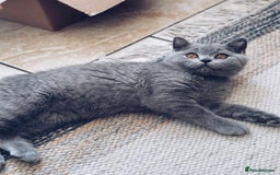 British Shorthair cats for sale: 🩷COMING SOON BUSHTAIL BABIES💙 - Image 7