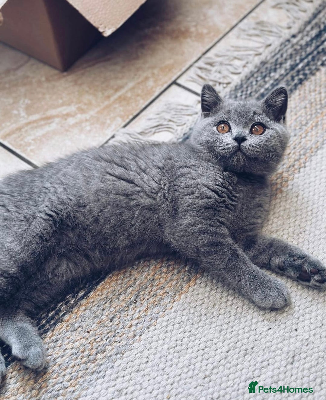 British Shorthair cats for sale: 🩷COMING SOON BUSHTAIL BABIES💙 - Image 7