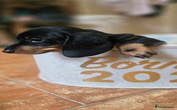 Miniature Dachshund dogs for sale: Miniature KC Dashounds - Image 3