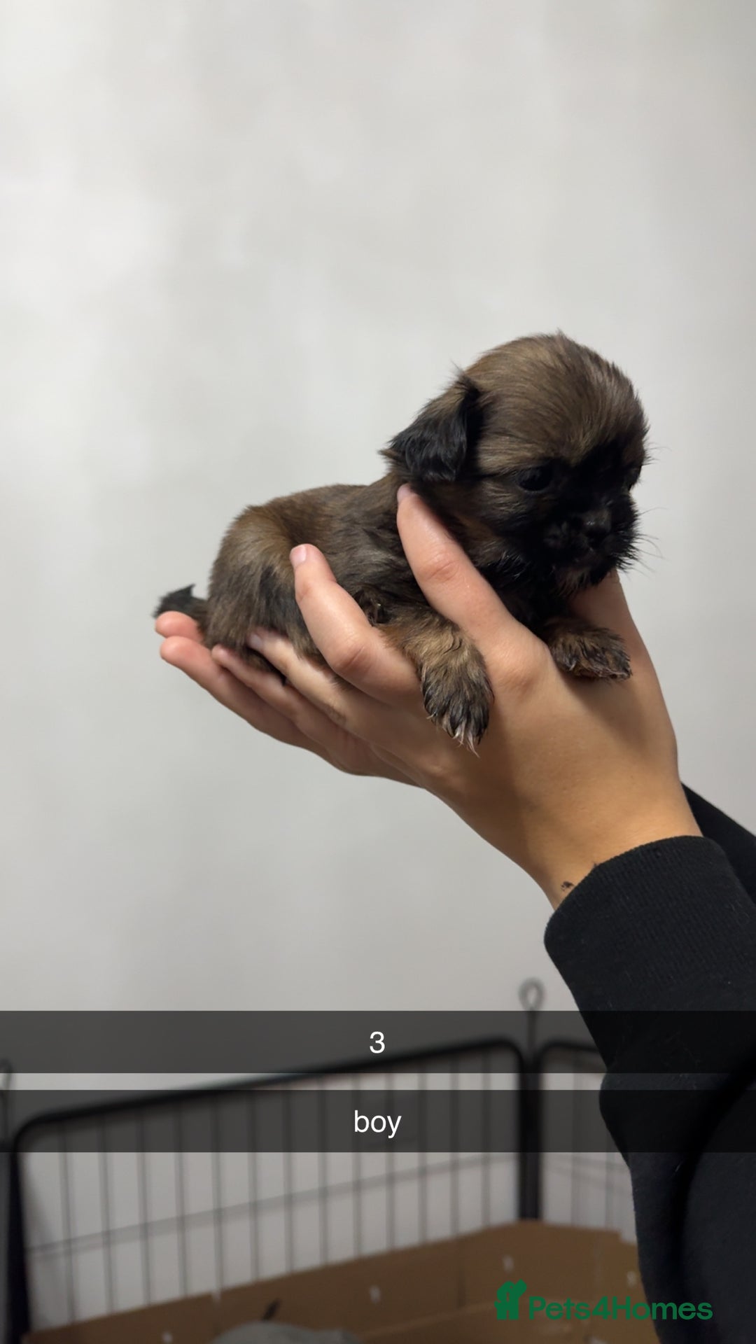 Shih Tzu dogs for sale: Shih tzu puppies for sale 2 girls 2 boys - Advert 4