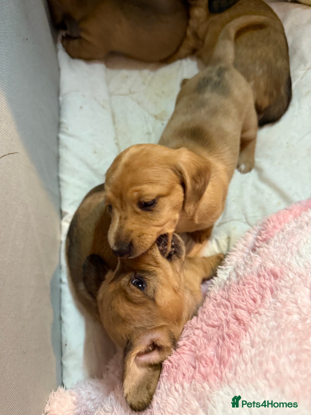 Miniature Dachshund dogs for sale: Four beautiful miniature dachshund  - Advert 18