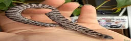 Snake reptiles for sale: Various Western Hognose Hatchlings - Advert 10