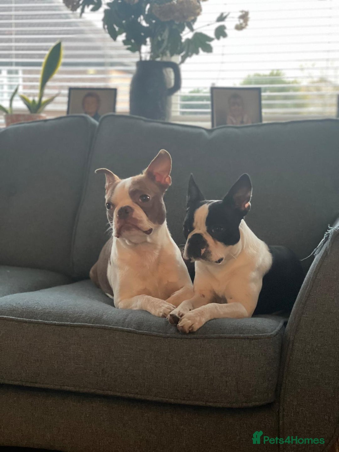 Boston Terrier dogs for sale: KC bostonTerrier puppies  - Image 14