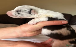 Welsh Corgi Cardigan dogs for sale: Show Quality KC Pedigree Corgi Cardigan Puppies  - Image 23