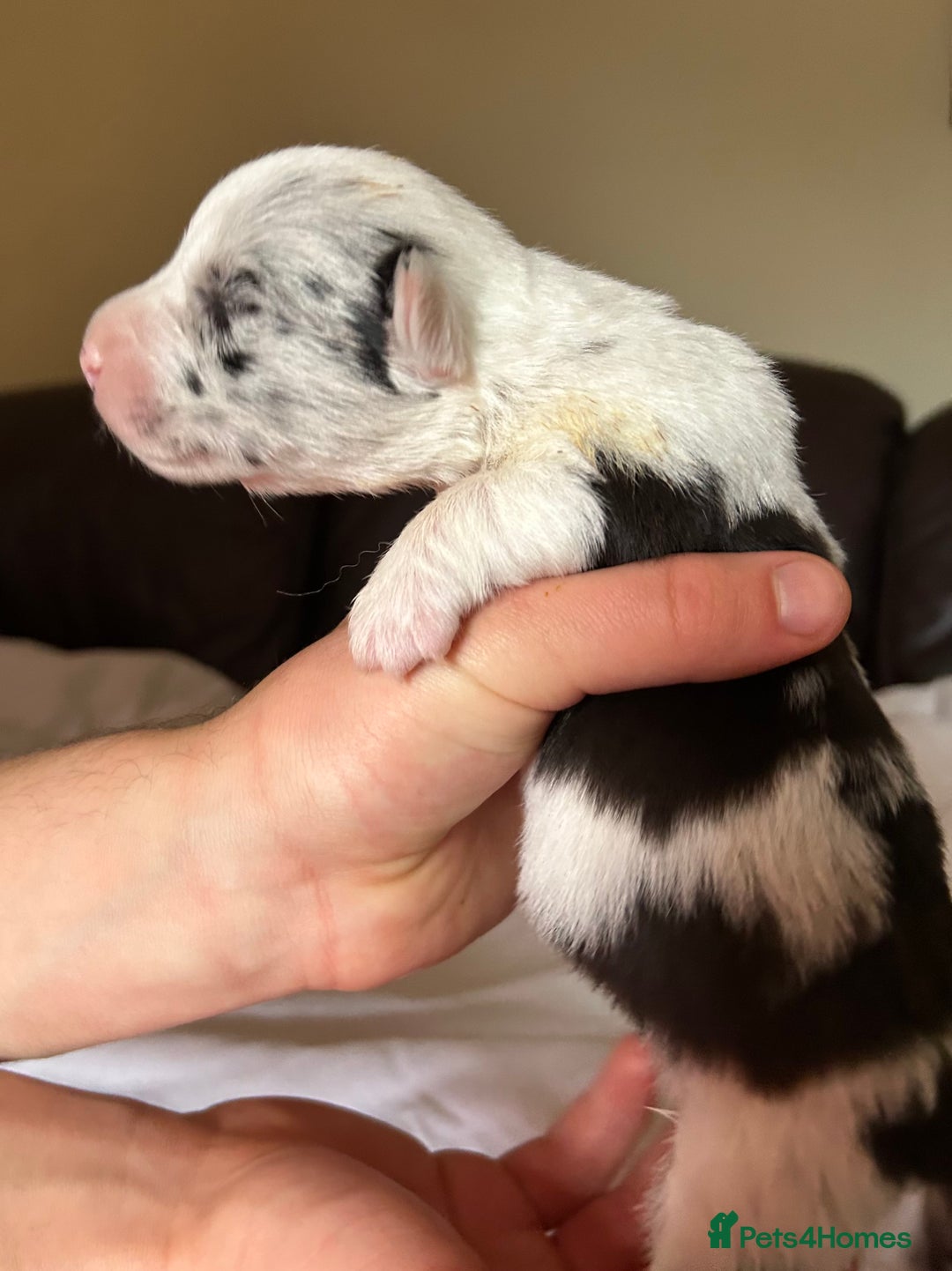 Welsh Corgi Cardigan dogs for sale: Show Quality KC Pedigree Corgi Cardigan Puppies  - Image 23