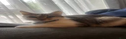 Mixed Breed cats for sale: 3 Colourful Boys,  - Advert 1