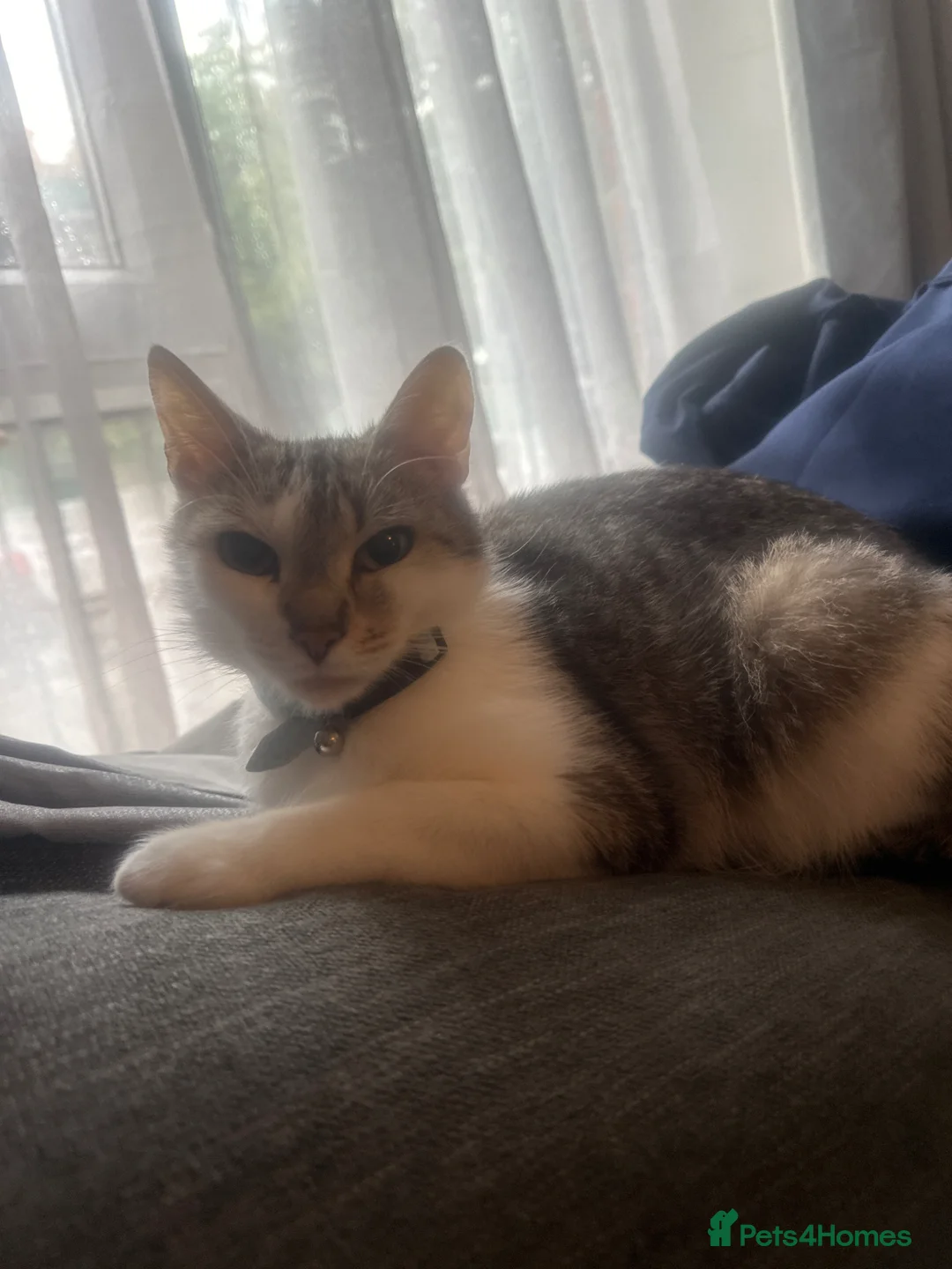 Mixed Breed cats for sale: 3 Colourful Boys,  - Advert 1