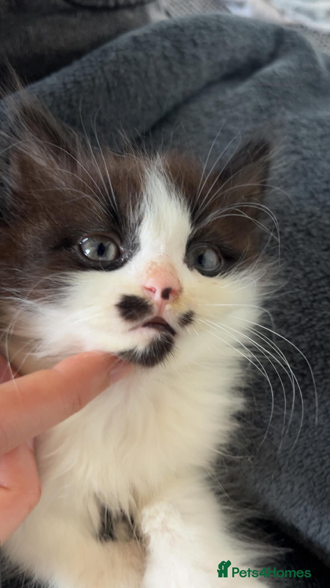 Mixed Breed cats Black and white fully boy  - Advert 1