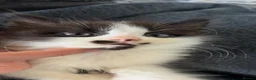 Mixed Breed cats for sale: Black and white fluffy boy  - Advert 1