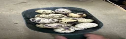 Quail poultry for sale: Laying Hen Quails in Abertillery - Advert 6