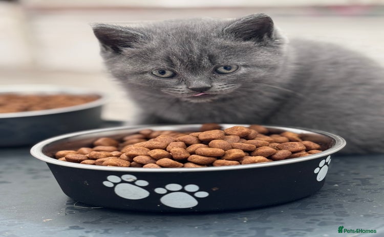 British Shorthair cats - Advert 11