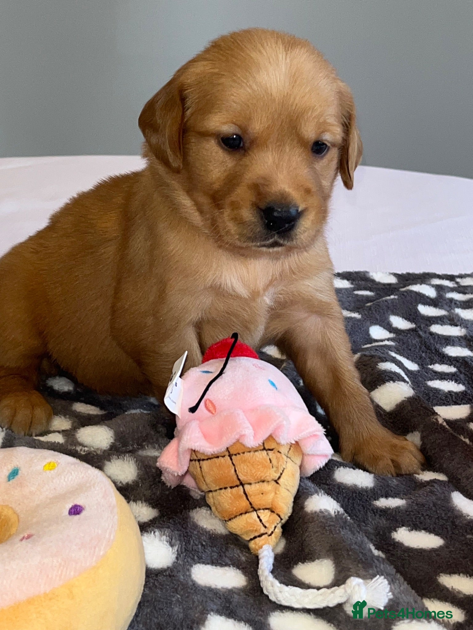 Golden Retriever dogs KC Fox Red Golden Retriever Puppies  - Advert 1