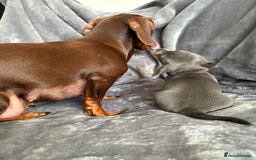 Dachshund dogs for sale: Dachshunds pups for sale - Advert 7