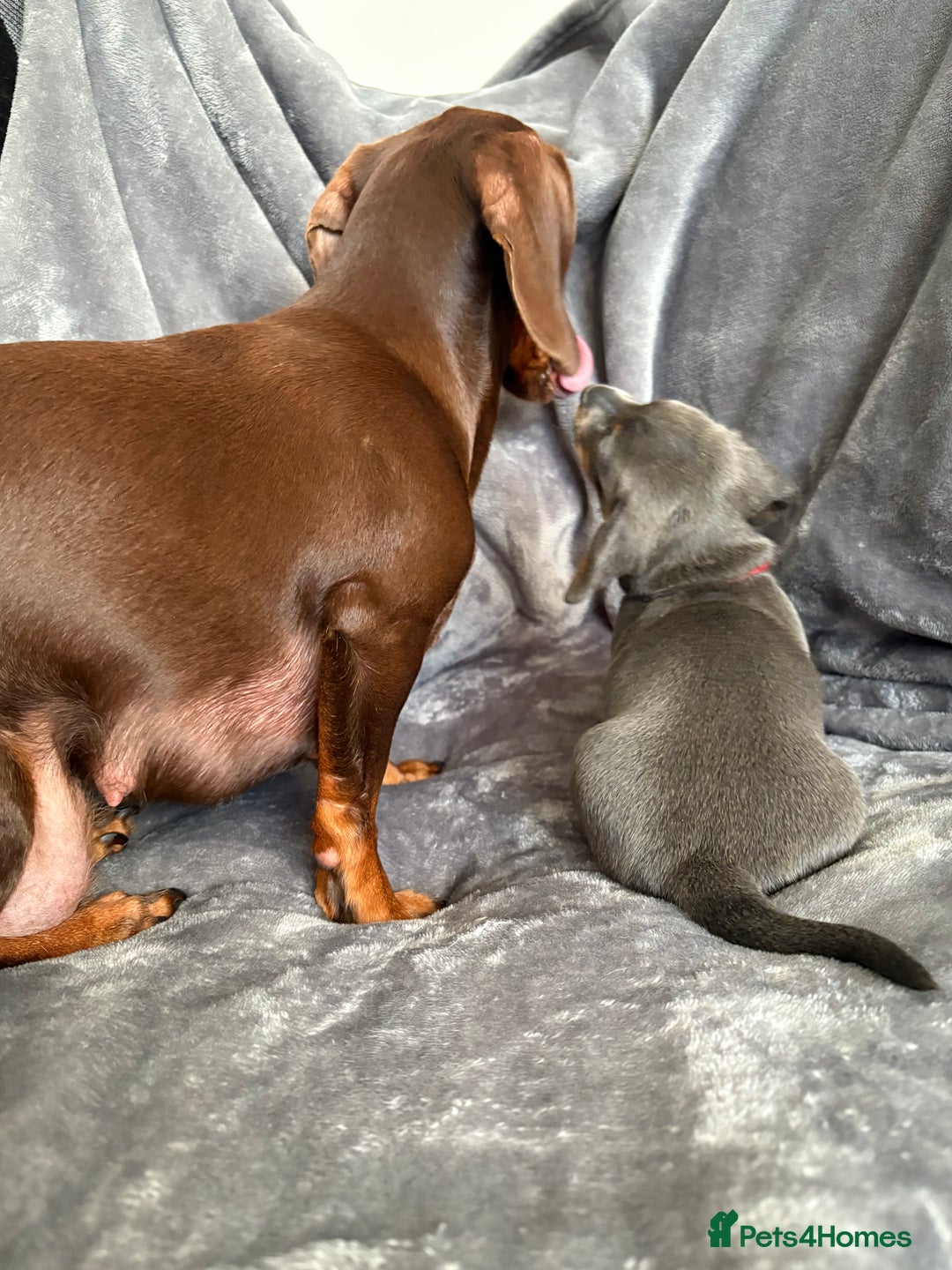 Dachshund dogs for sale: Dachshunds pups for sale - Advert 7