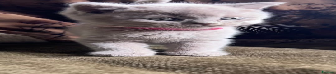 Girl - dark pink collar 