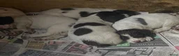 English Springer Spaniel dogs for sale: English springer spaniel puppies  in Kelty - Advert 5