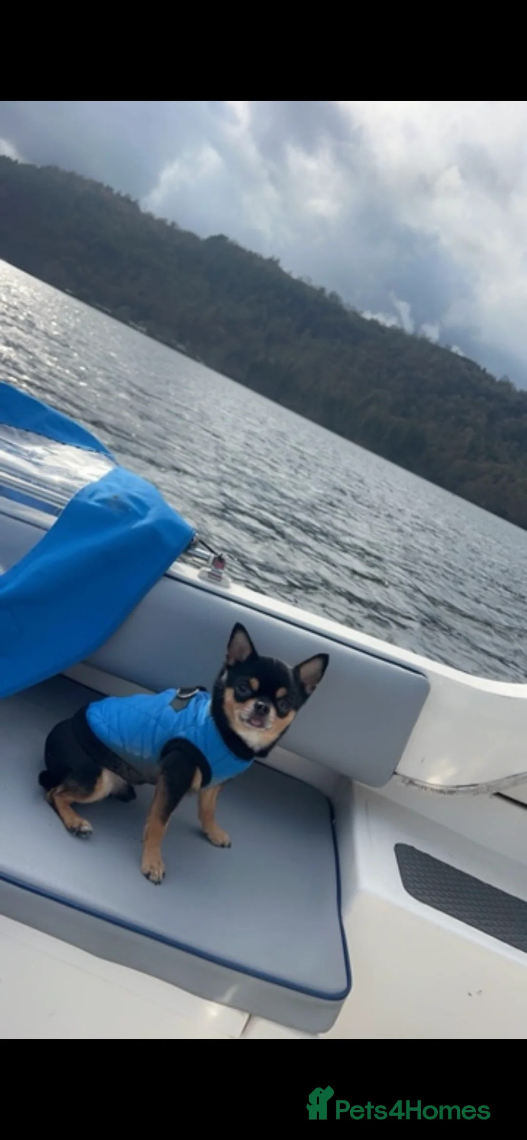 Chihuahua dogs for stud: Tri colour chi - Proven stud in Middlesbrough - Advert 12