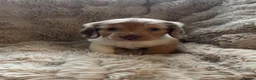 Miniature Dachshund dogs for sale: miniature long hair dachshund  in Inverurie - Advert 2